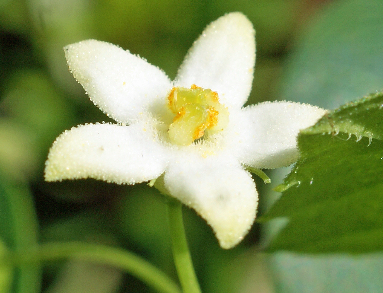 【スズメウリ様】専用・青360g/茶300g≪フォロー割特価≫ 跡見群芳譜(野草譜 スズメウリ)